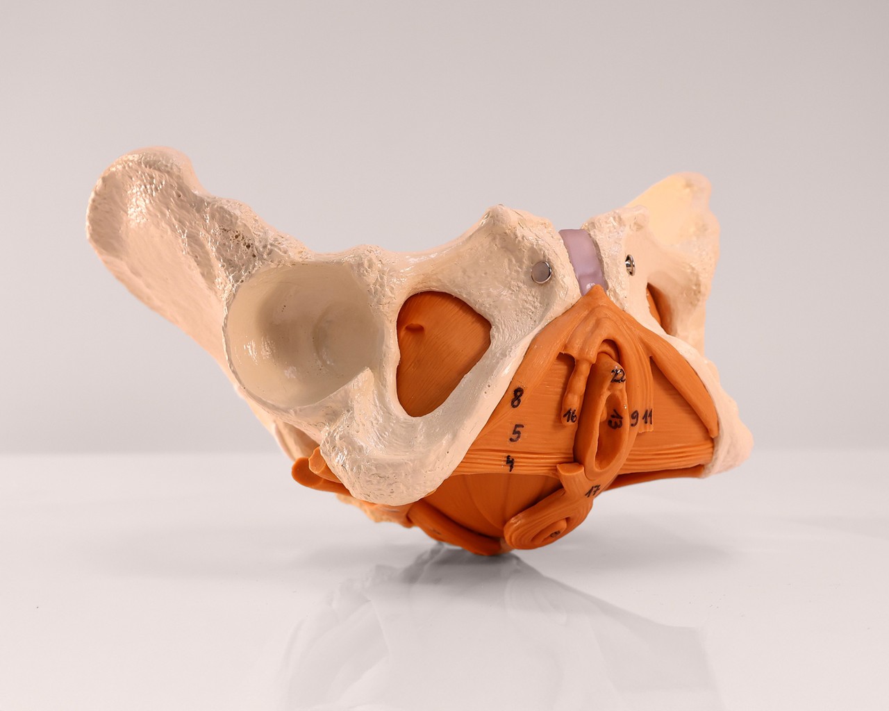 Rudiger Anatomie Premium Female Pelvis with Pelvic Floor Muscles