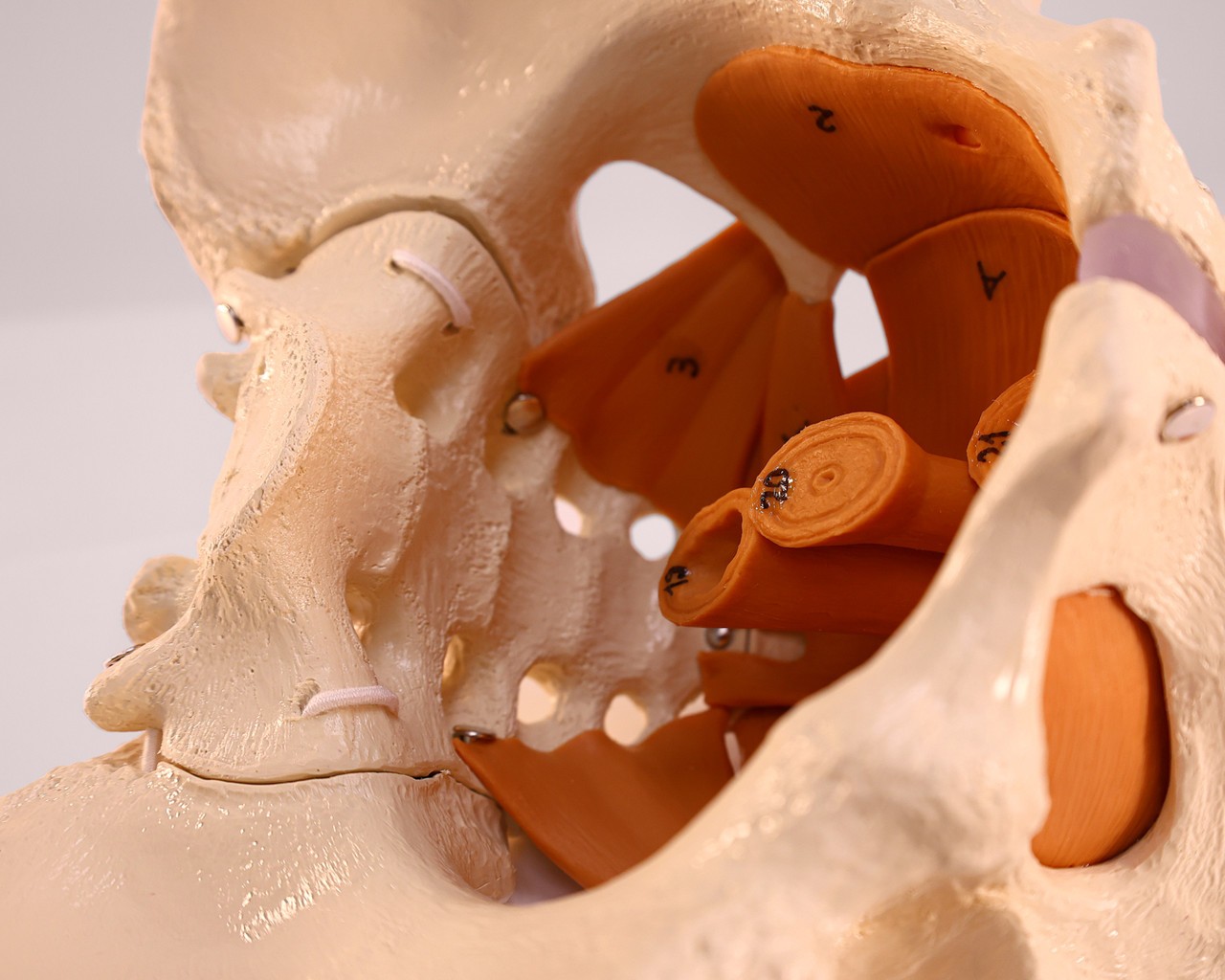 Rudiger Anatomie Premium Female Pelvis with Pelvic Floor Muscles