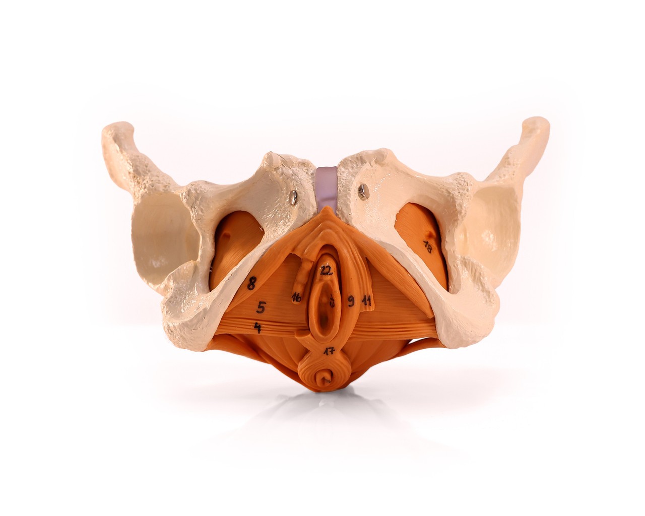 Rudiger Anatomie Premium Female Pelvis with Pelvic Floor Muscles
