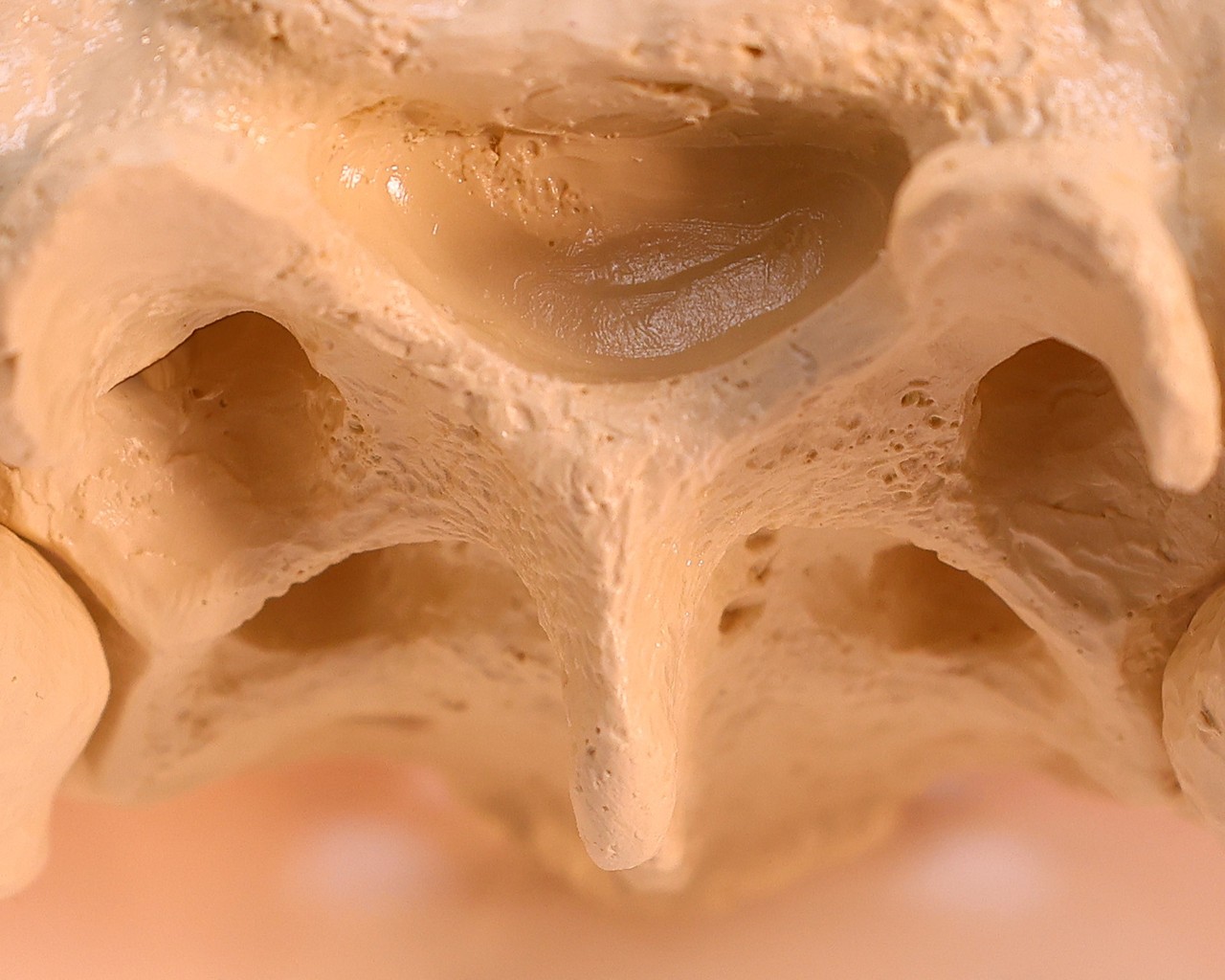 Rudiger Anatomie Premium Female Pelvis with Pelvic Floor Muscles