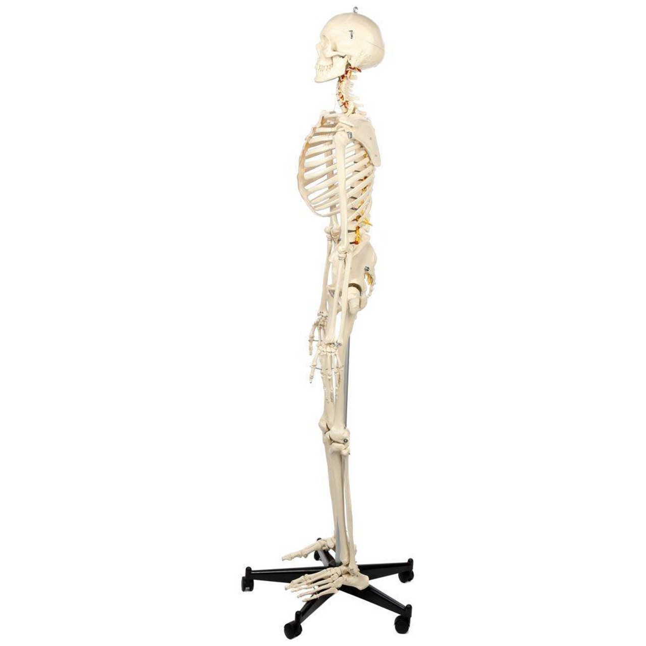 Rudiger Anatomie Premium Flexible Skeleton