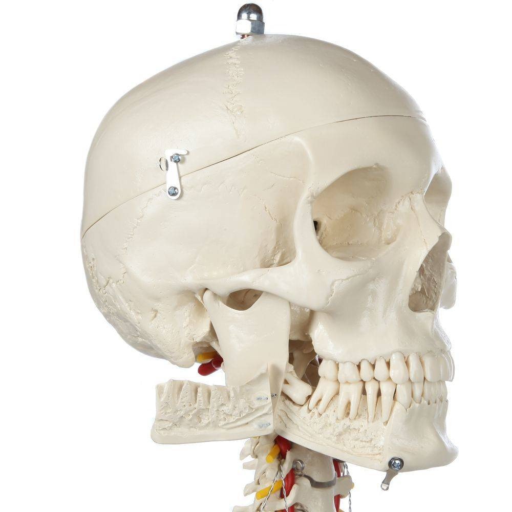 Rudiger Anatomie Premium Flexible Skeleton | Anatomy Warehouse