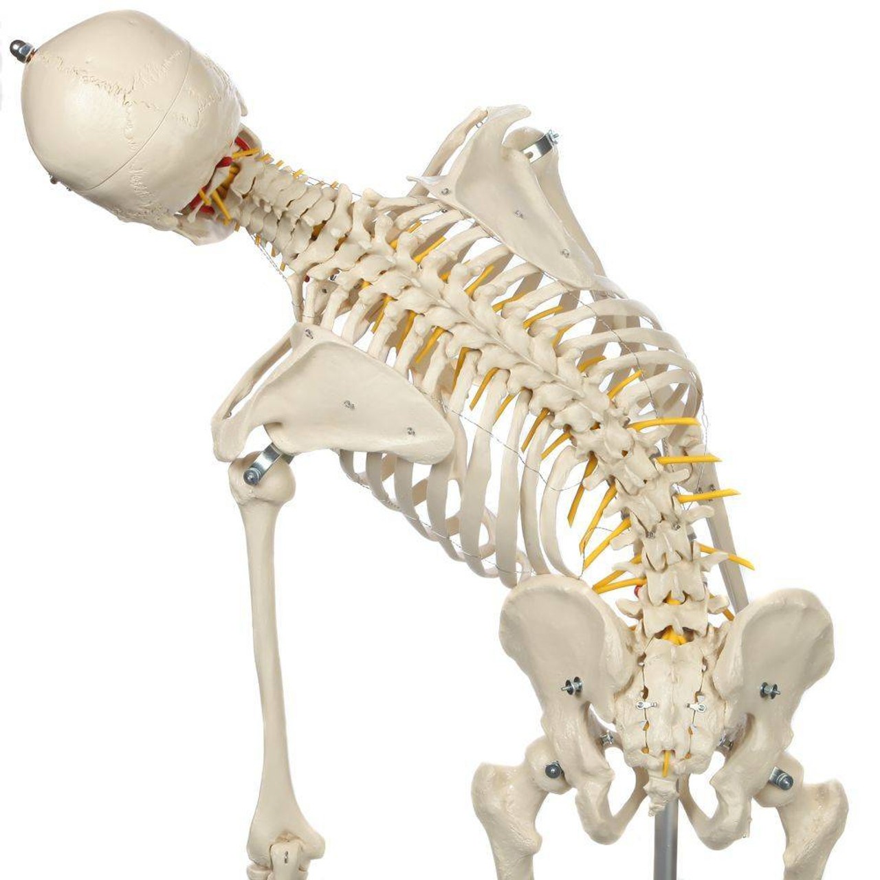 Rudiger Anatomie Premium Flexible Skeleton