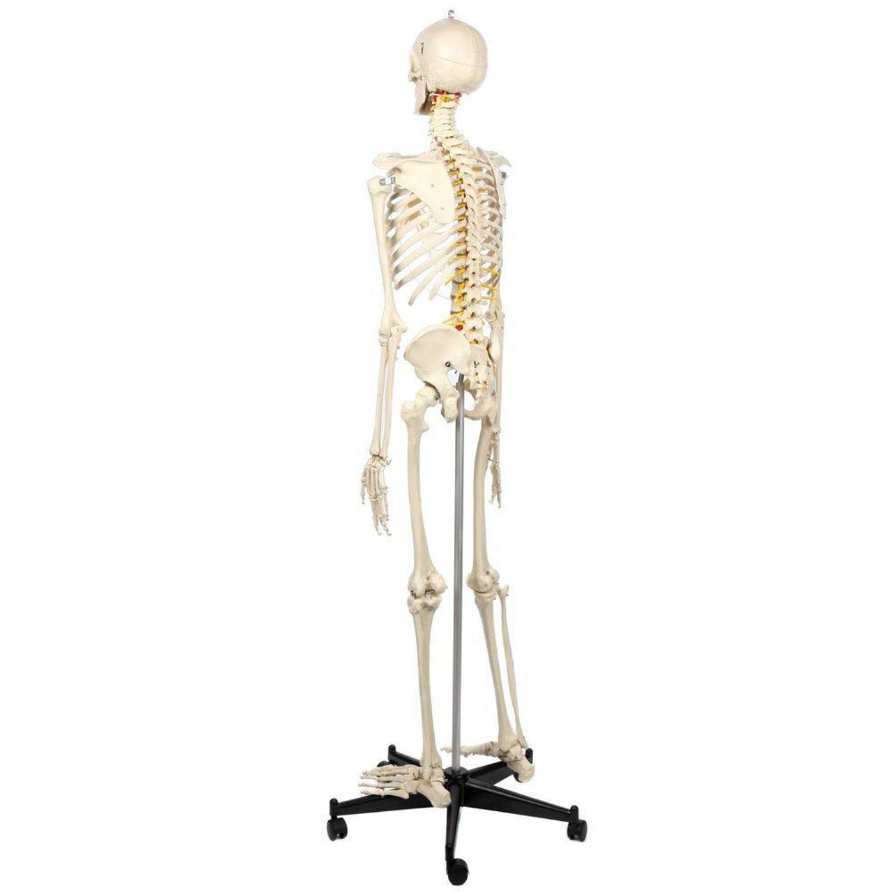 Rudiger Anatomie Premium Flexible Skeleton