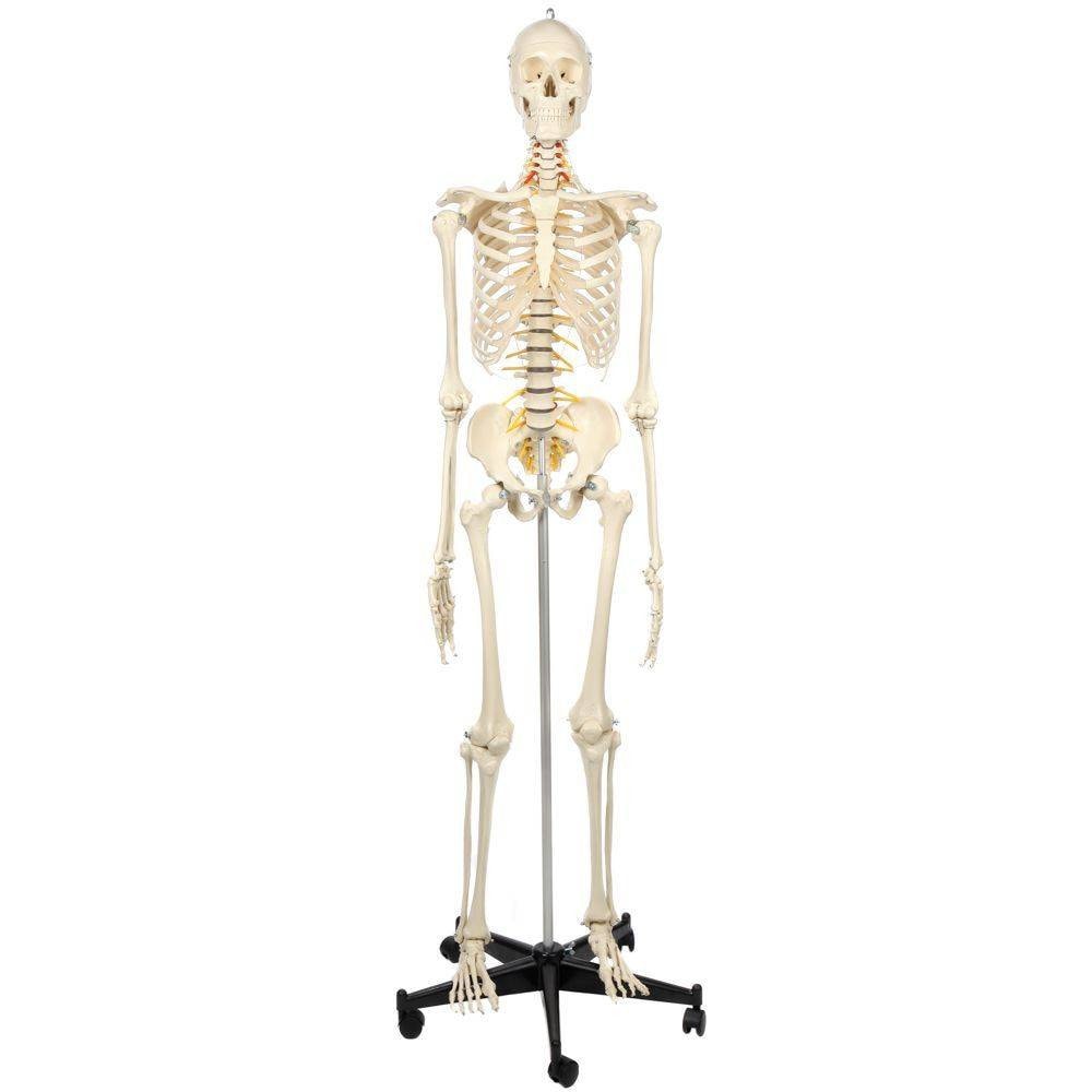 ドイツ rudiger anatomie リュディガー アナトミー社製 骨格模型 ドイツ rudiger anatomie リュディガー アナトミー社製 骨格模型