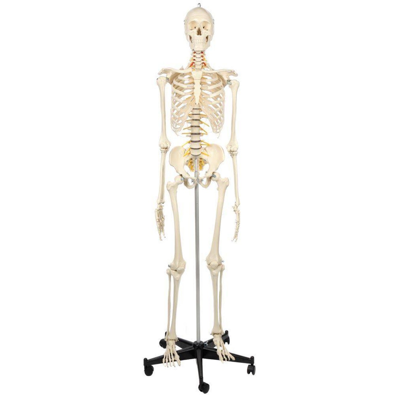 Rudiger Anatomie Premium Flexible Skeleton