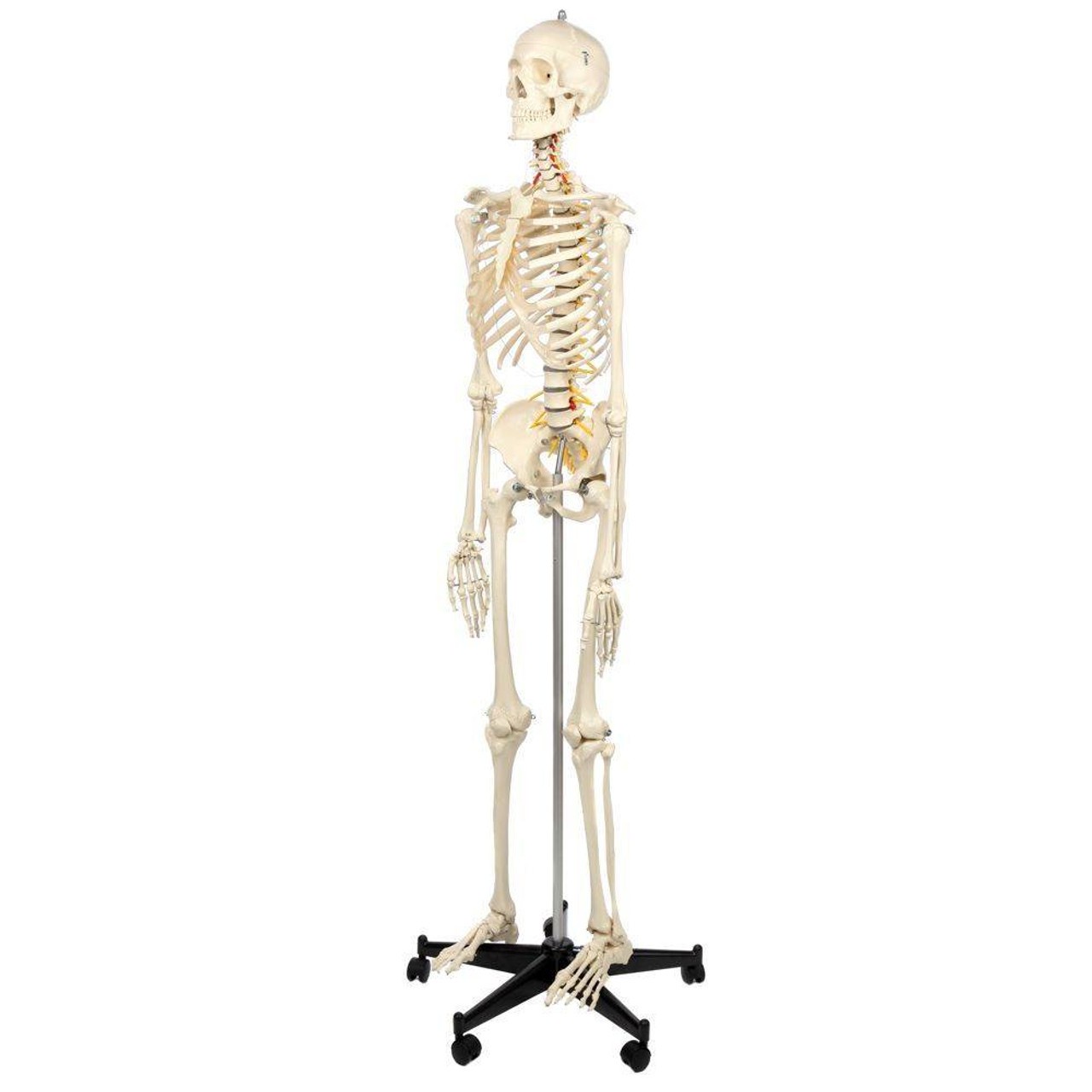 Rudiger Anatomie Premium Flexible Skeleton