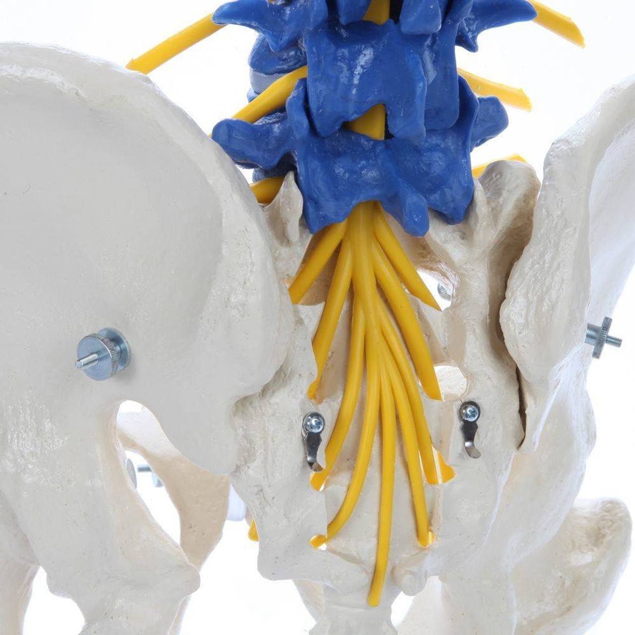 Rudiger Anatomie Premium Didactic Flexible Human Spine