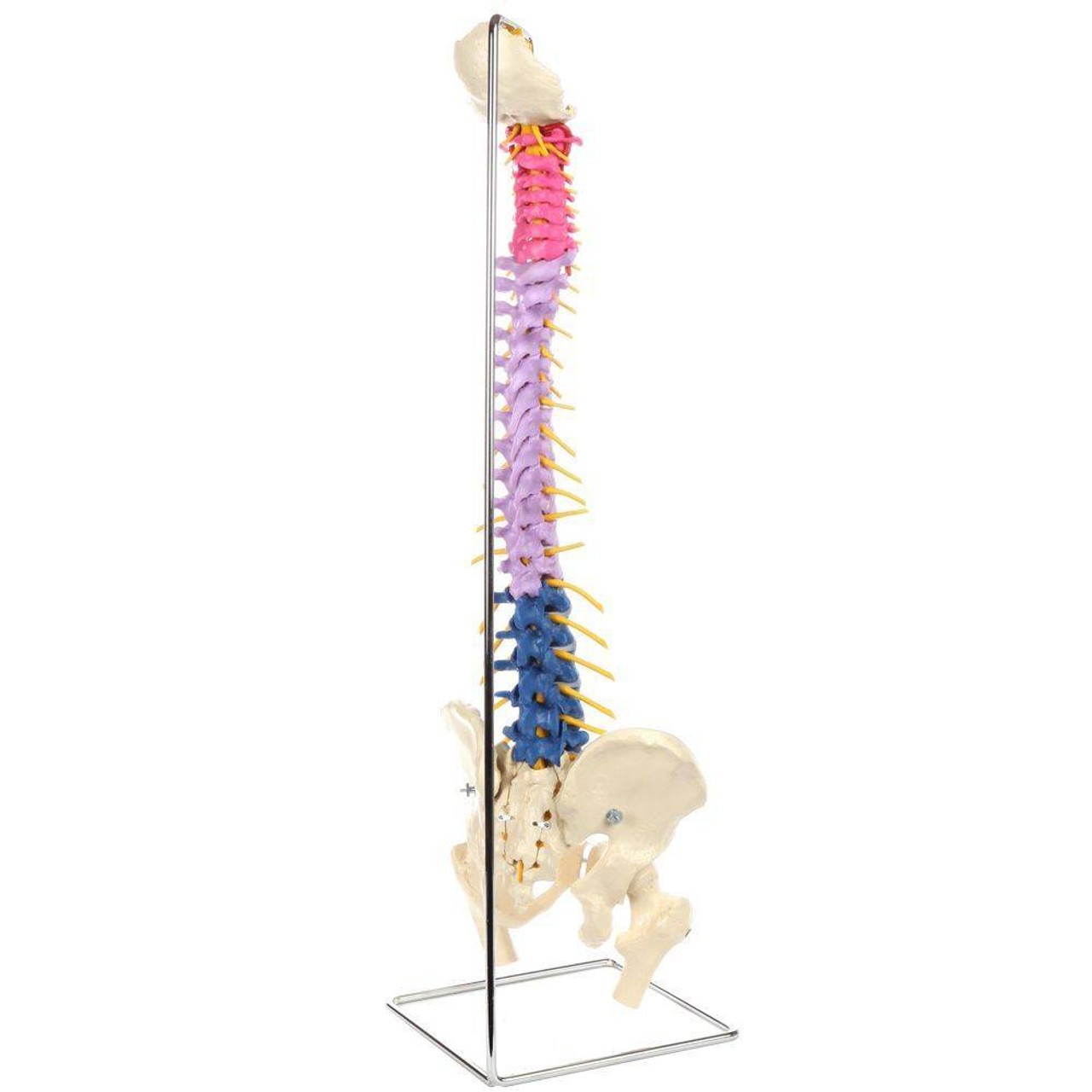 Rudiger Anatomie Premium Didactic Flexible Human Spine