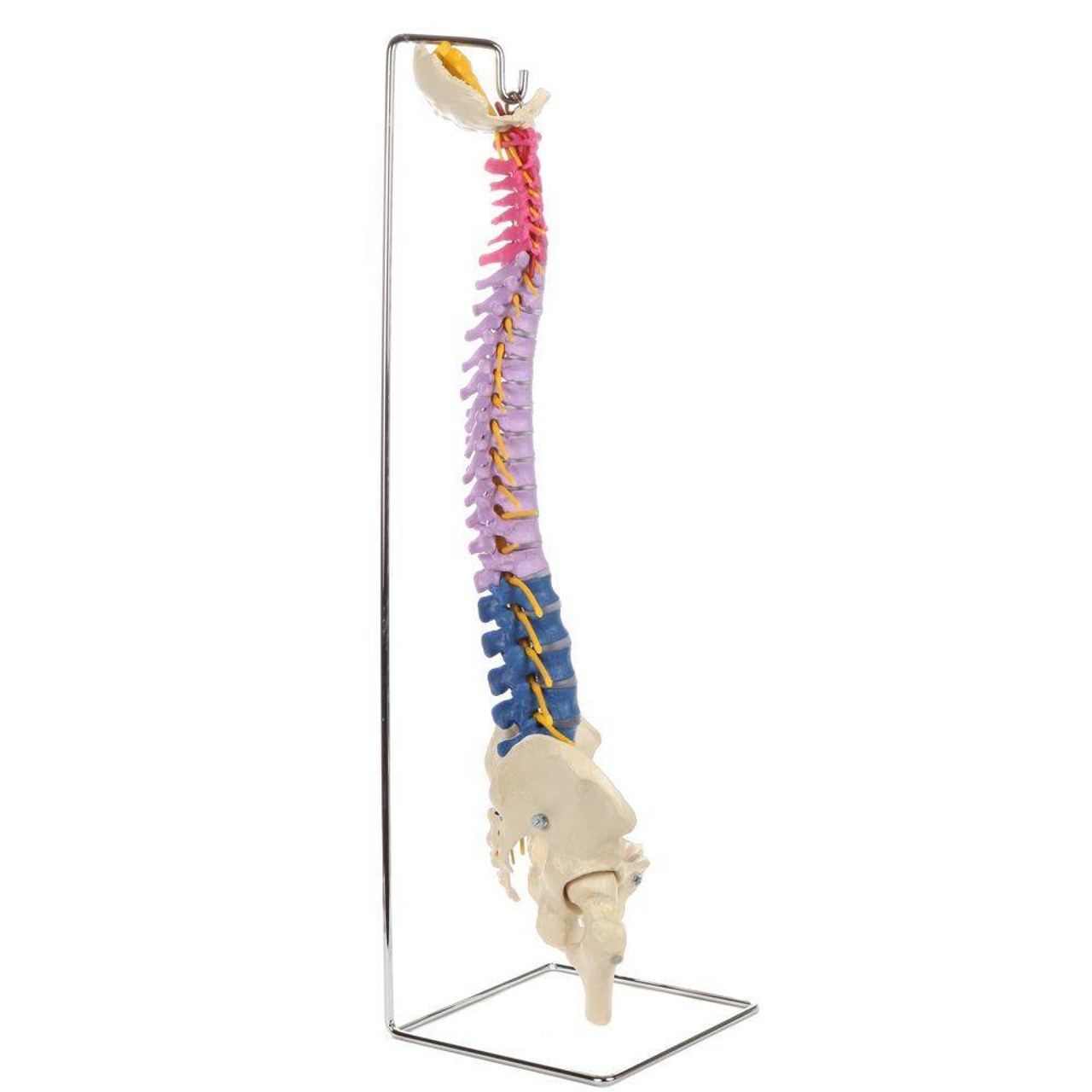 Rudiger Anatomie Premium Didactic Flexible Human Spine