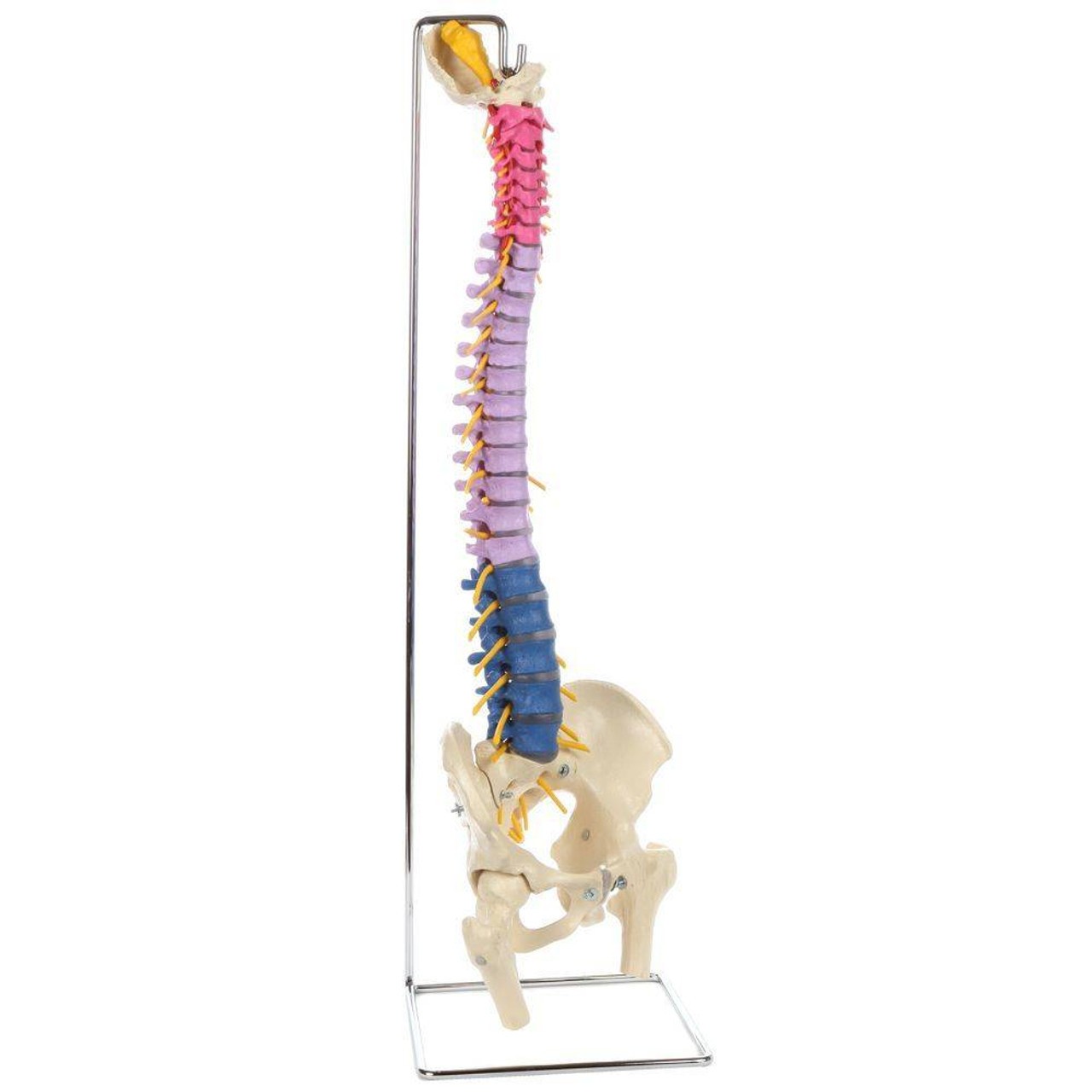 Rudiger Anatomie Premium Didactic Flexible Human Spine