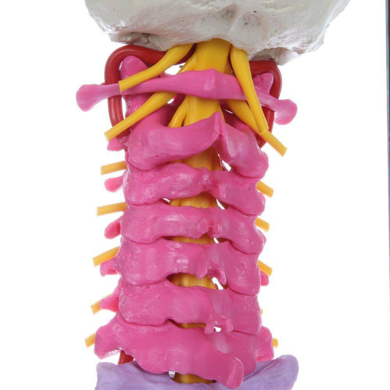 Rudiger Anatomie Premium Didactic Flexible Human Spine