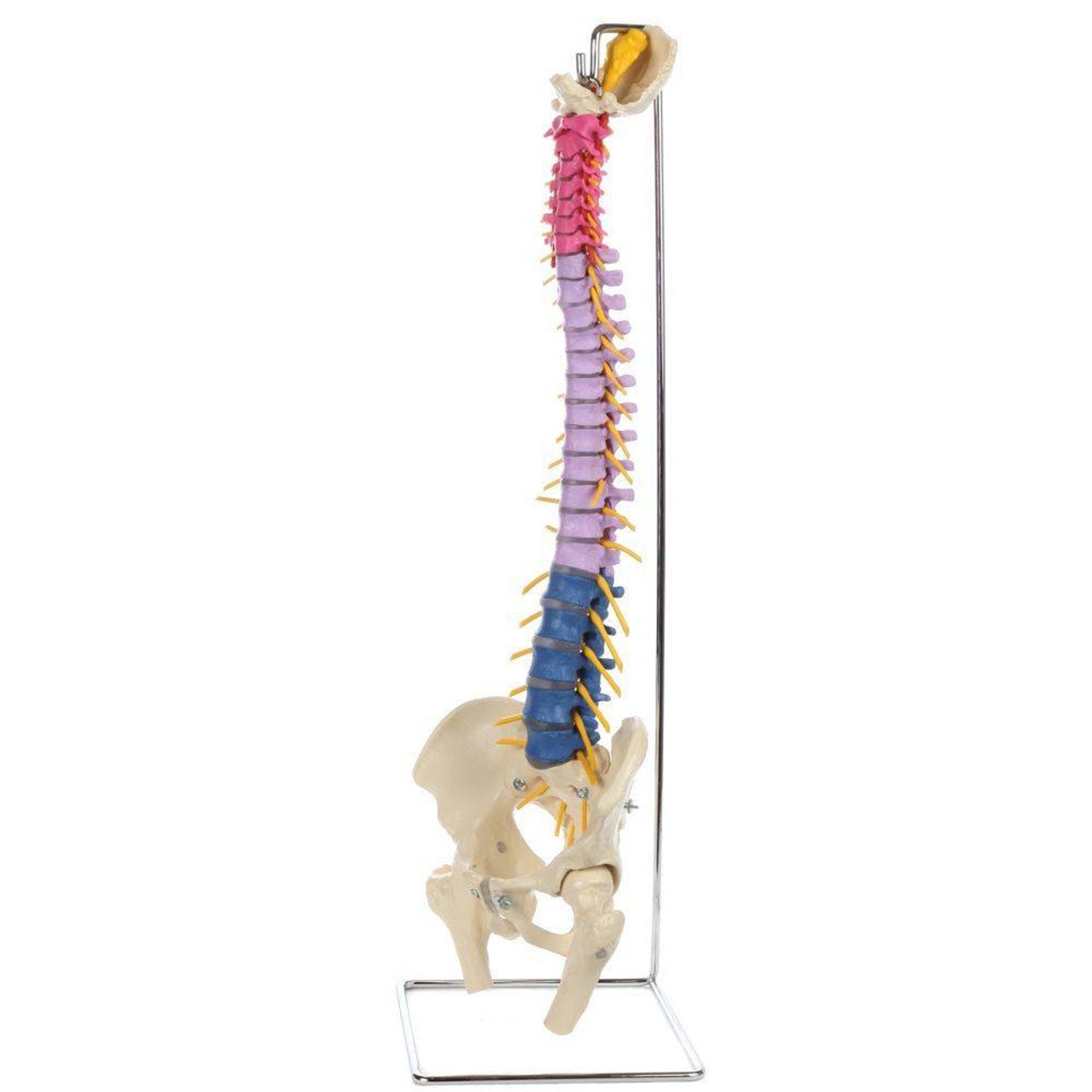 Rudiger Anatomie Premium Didactic Flexible Human Spine