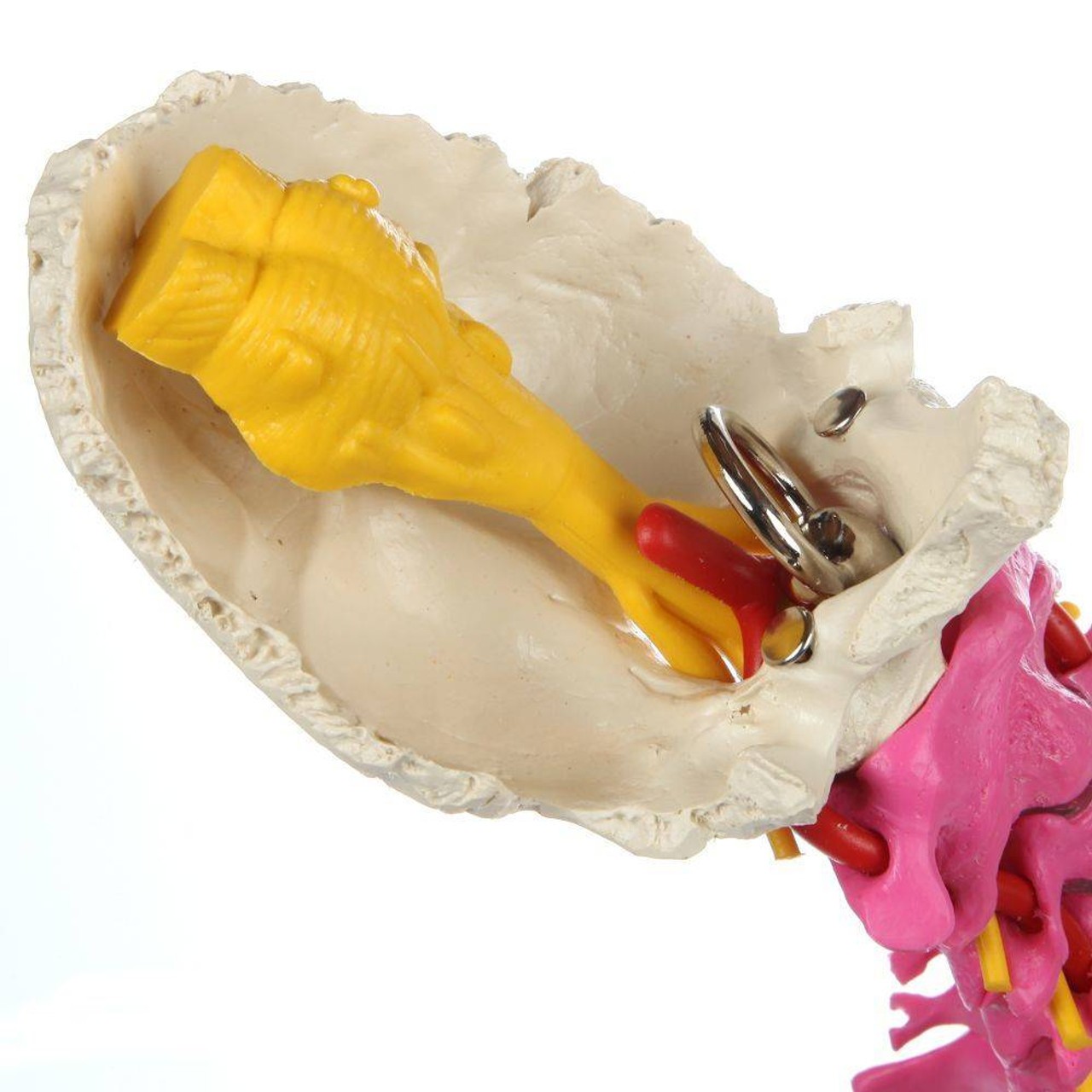 Rudiger Anatomie Premium Didactic Flexible Human Spine