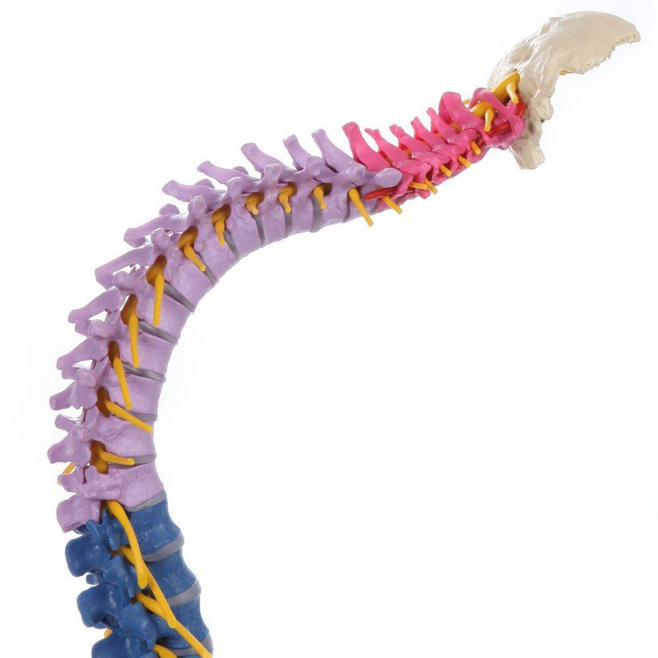 Rudiger Anatomie Premium Didactic Flexible Human Spine