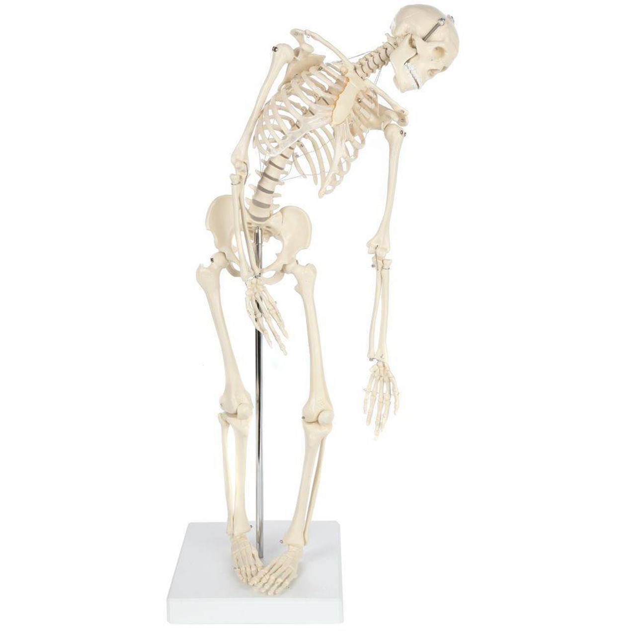 Rudiger Anatomie Premium Miniature Skeleton with Flexible Spine
