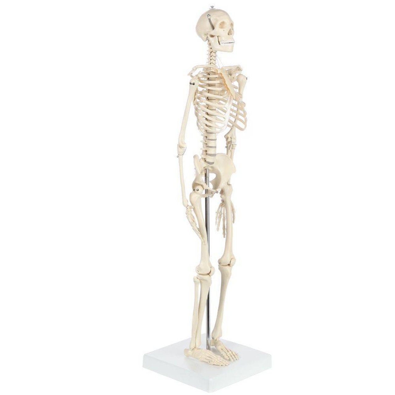 Rudiger Anatomie Premium Miniature Skeleton with Flexible Spine