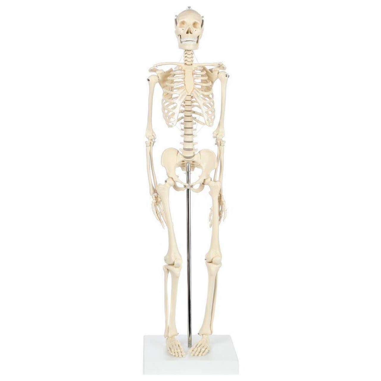 Rudiger Anatomie Premium Miniature Skeleton with Flexible Spine