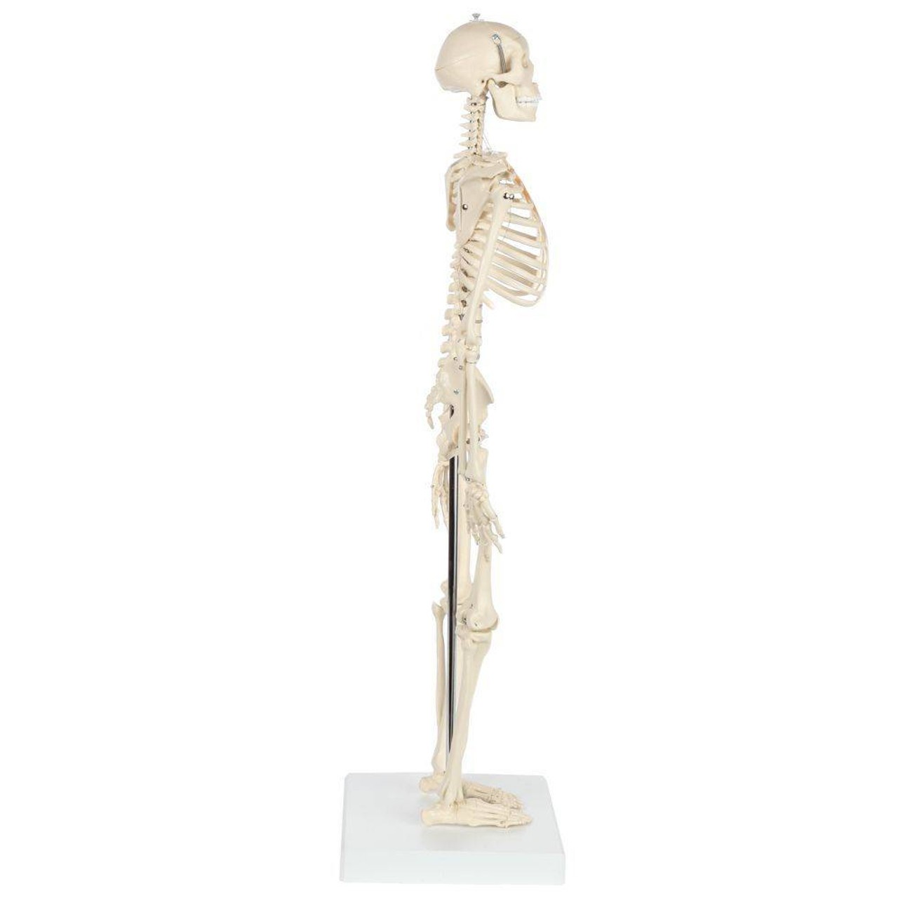 Rudiger Anatomie Premium Miniature Skeleton with Flexible Spine