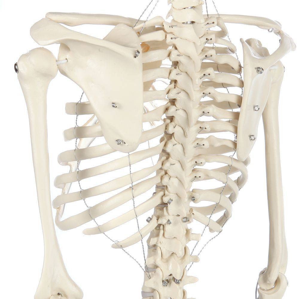 Rudiger Anatomie Premium Miniature 25