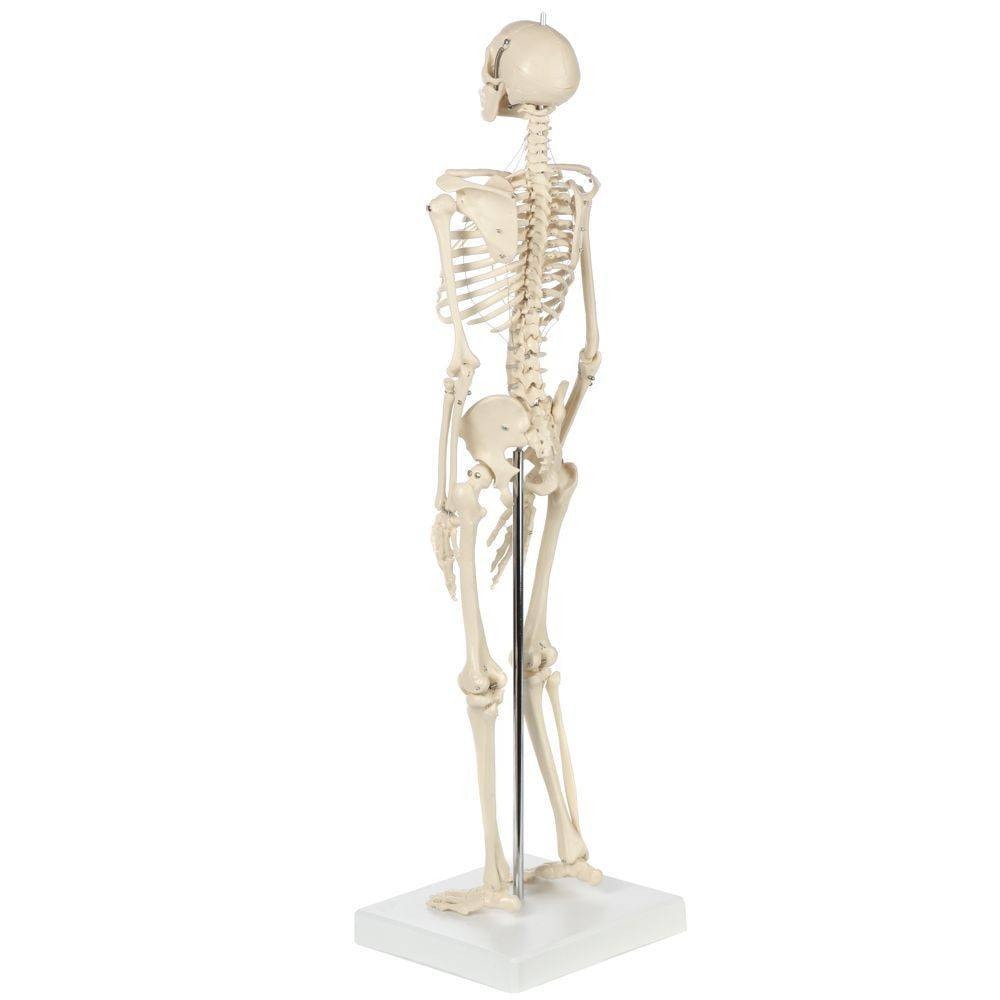Rudiger Anatomie Premium Miniature 25