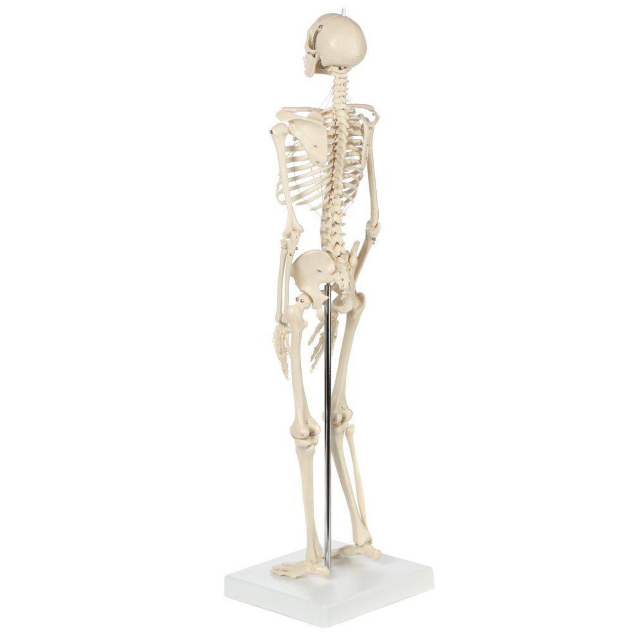 Rudiger Anatomie Premium Miniature Human Skeleton