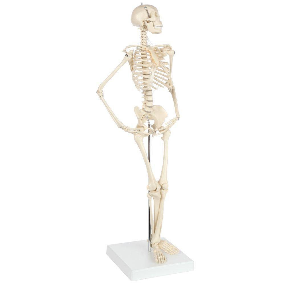 Rudiger Anatomie Premium Miniature 25