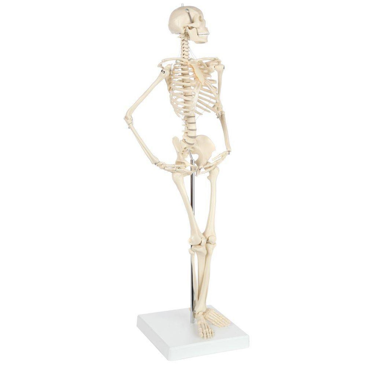 Rudiger Anatomie Premium Miniature Human Skeleton