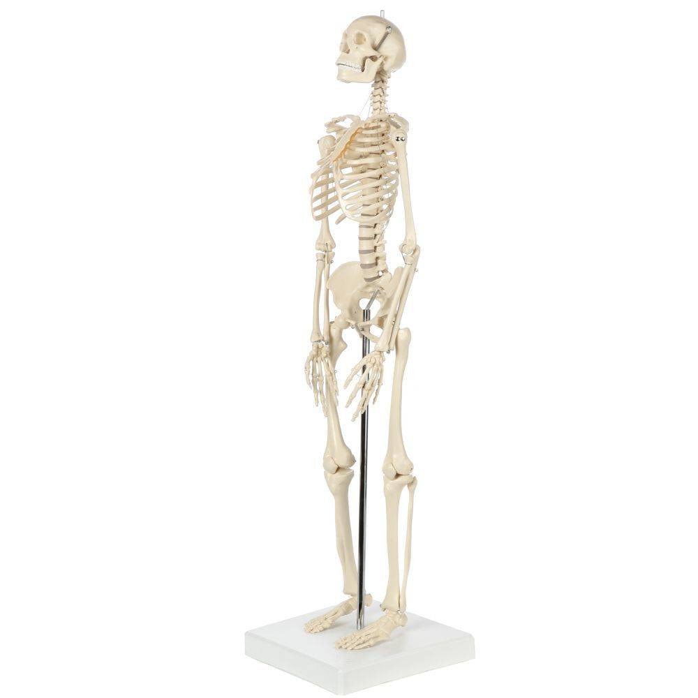 Rudiger Anatomie Premium Miniature 25