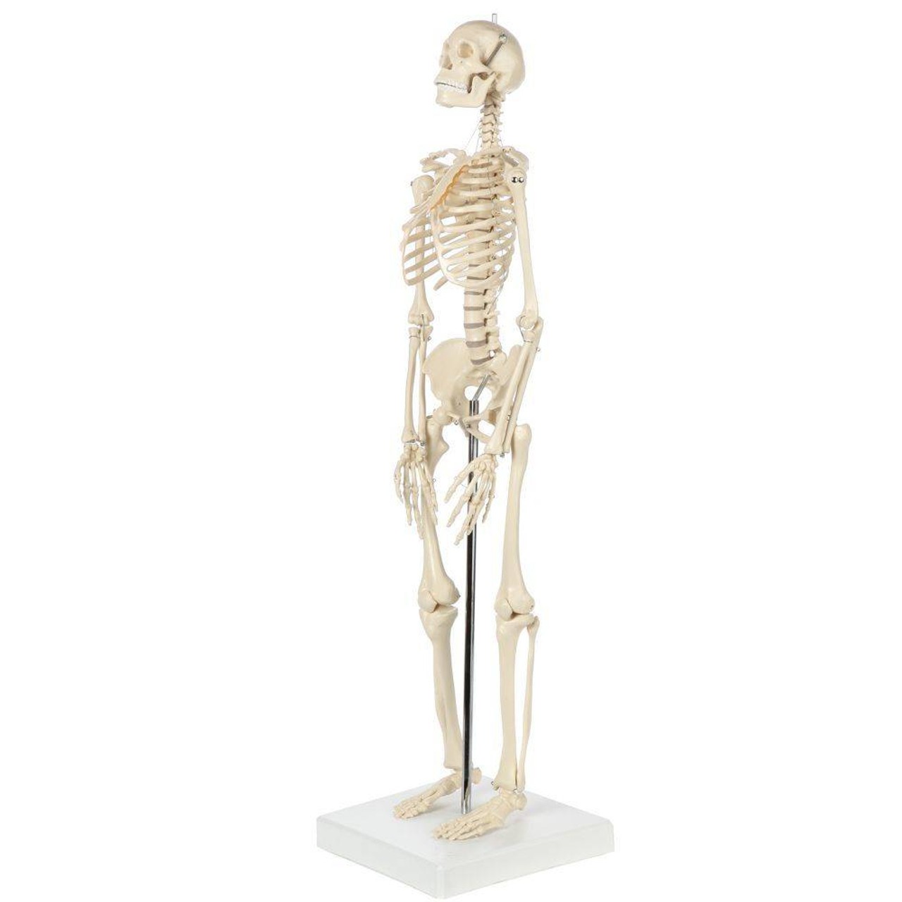 Rudiger Anatomie Premium Miniature Human Skeleton