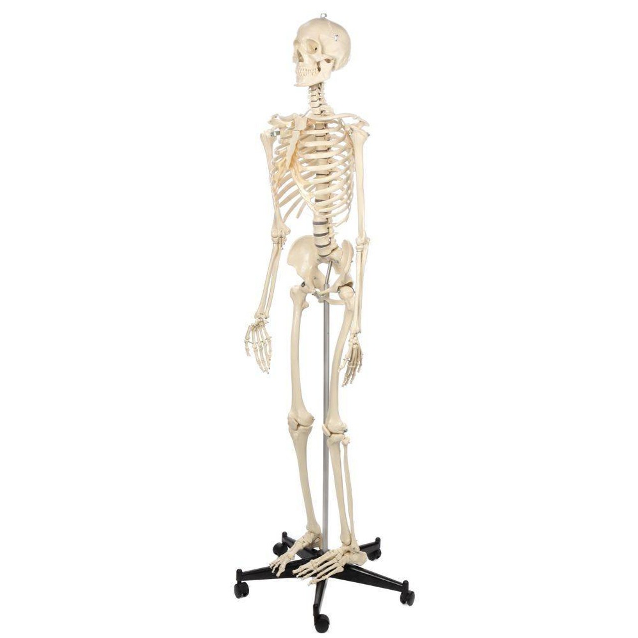Rudiger Anatomie Premium Standard Human Skeleton with Safety Hardware