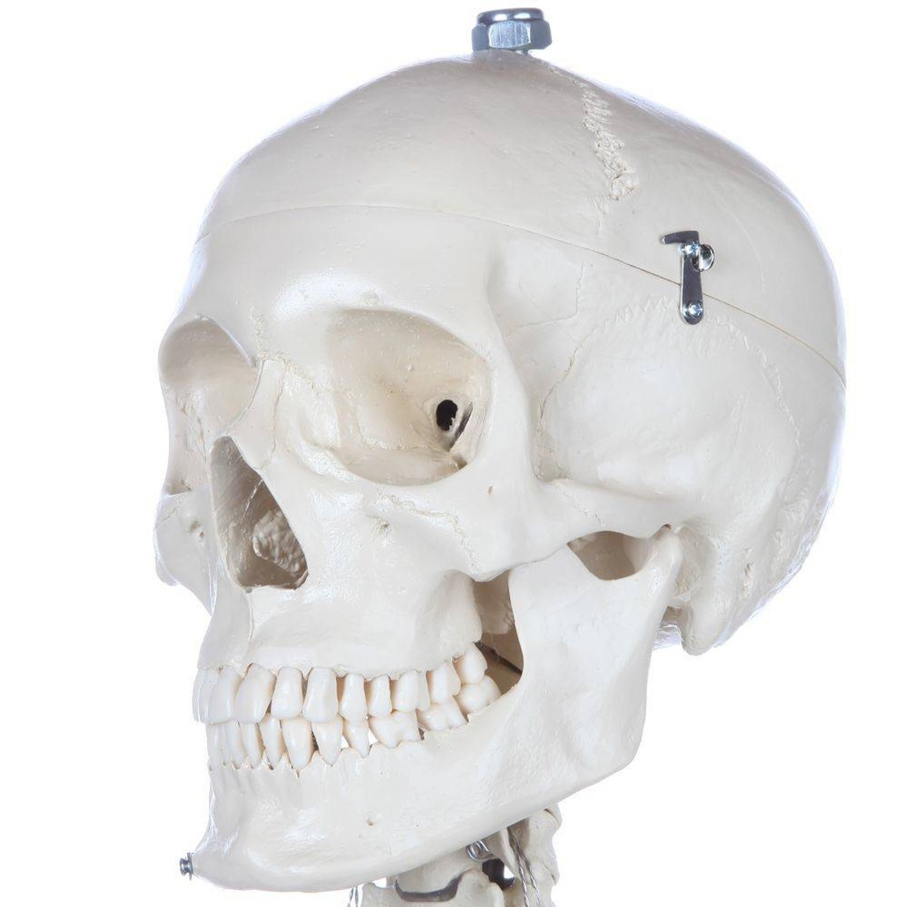 Rudiger Anatomie Premium Standard Human Skeleton with Safety Hardware