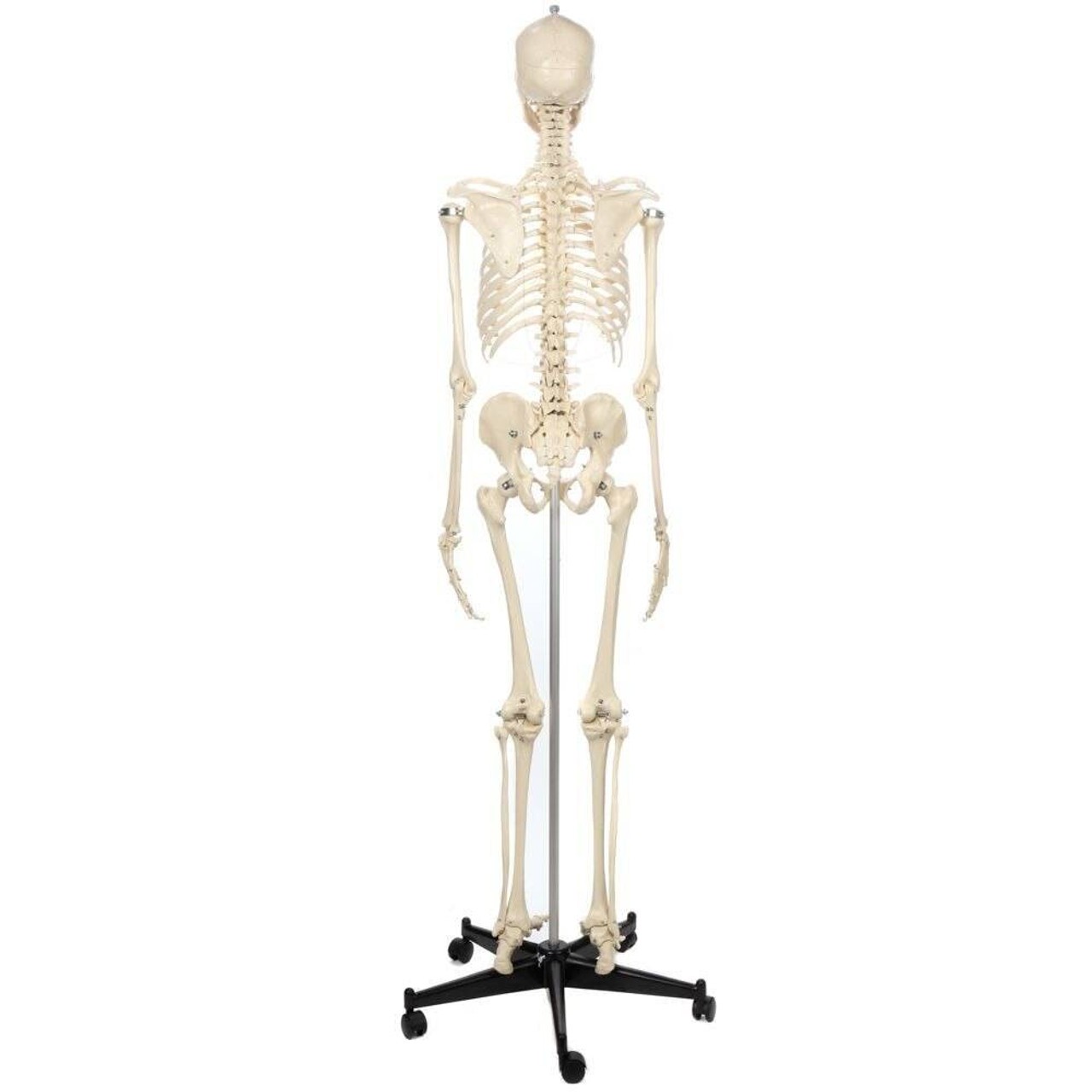 Rudiger Anatomie Premium Standard Human Skeleton with Safety Hardware