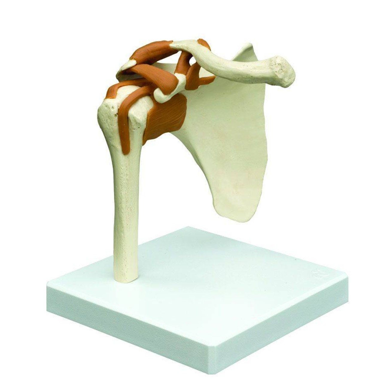 Rudiger Anatomie Premium Functional Joint Anatomy Model Set