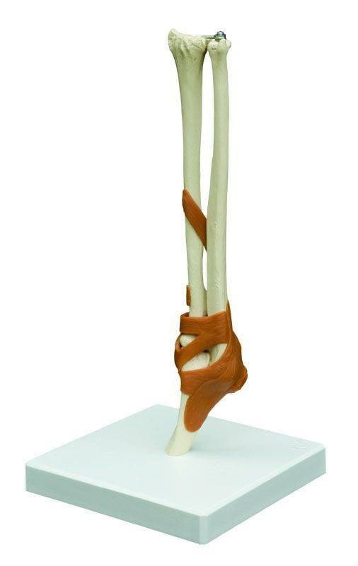 Rudiger Anatomie Premium Functional Joint Anatomy Model Set