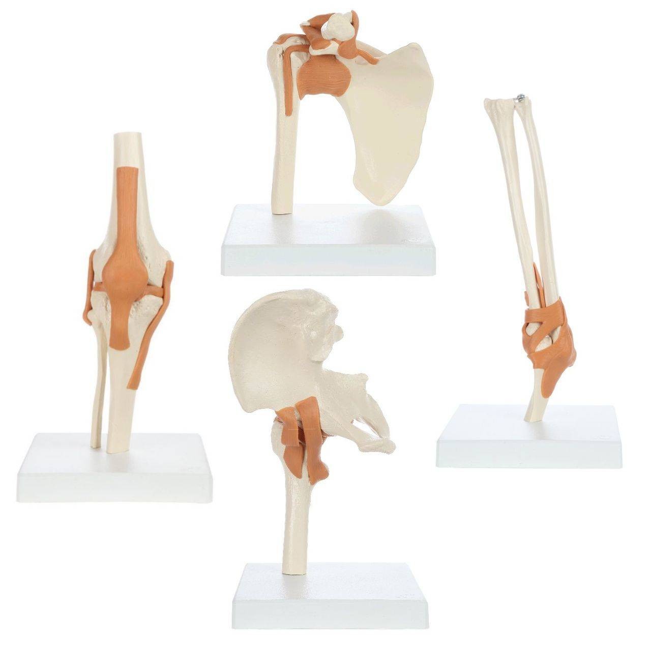 Rudiger Anatomie Premium Functional Joint Anatomy Model Set