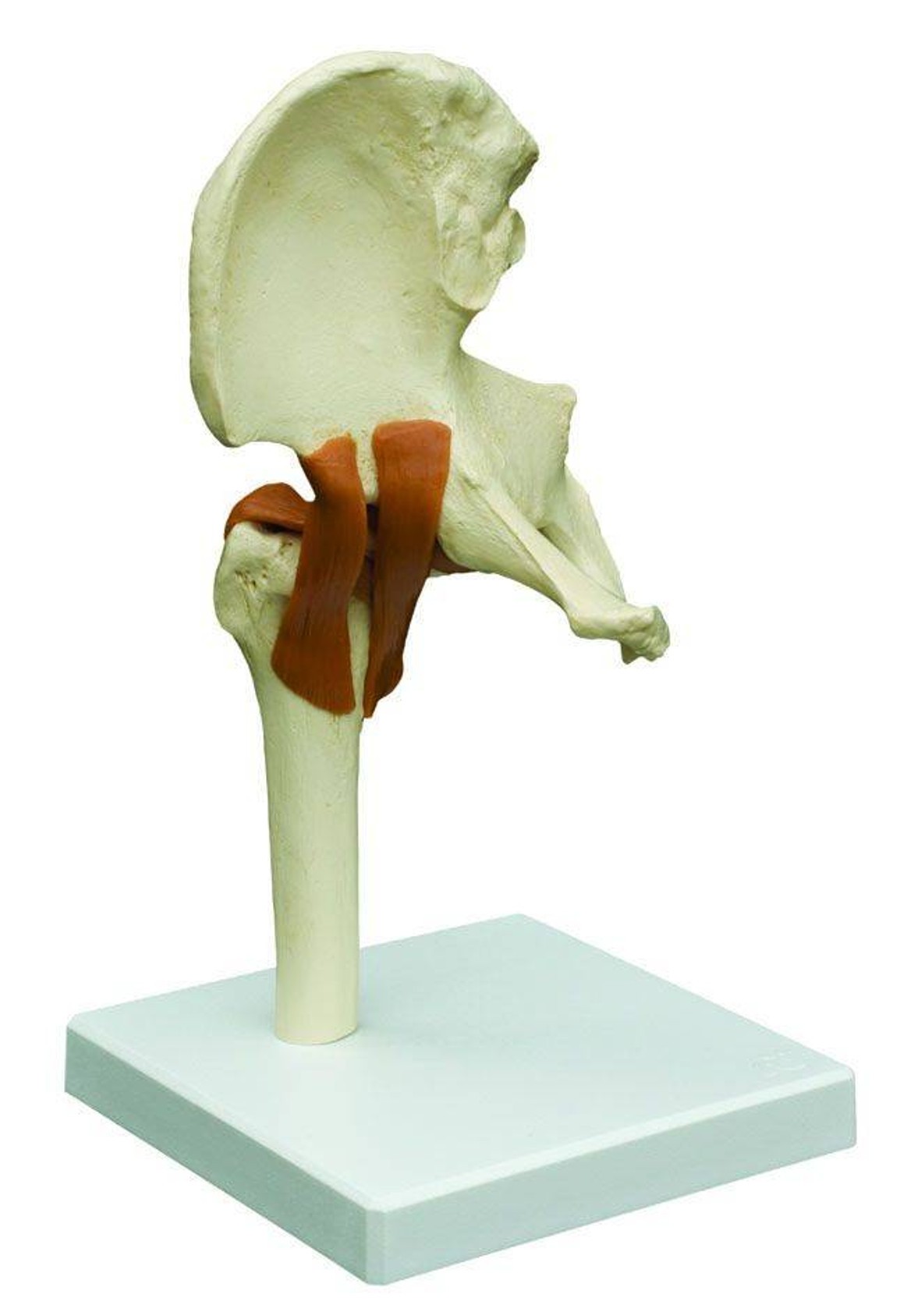 Rudiger Anatomie Premium Functional Joint Anatomy Model Set