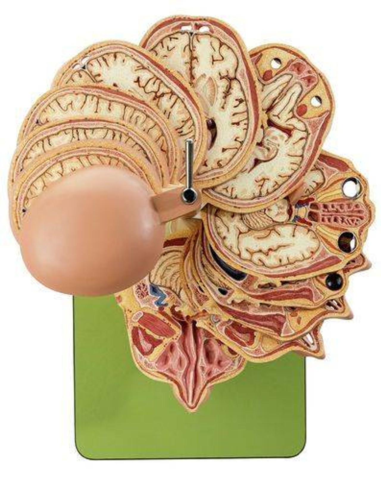 頭部模型 somso社製 Base of the Head Base of the Head (BS 5/1) · Anatomy models | SOMSO®