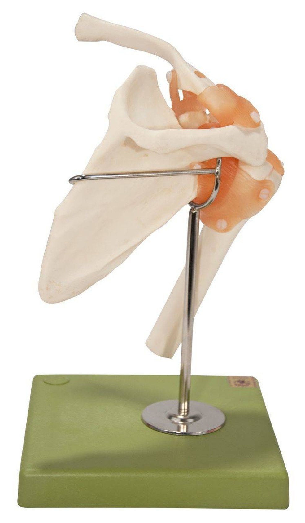 SOMSO Functional Anatomy Model Of The Shoulder Joint
