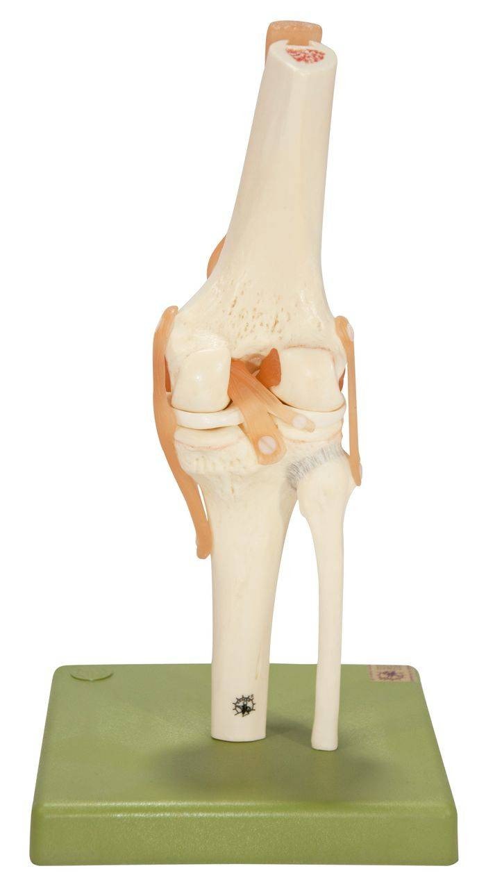 SOMSO Functional Model of the Knee Joint | Anatomy Warehouse