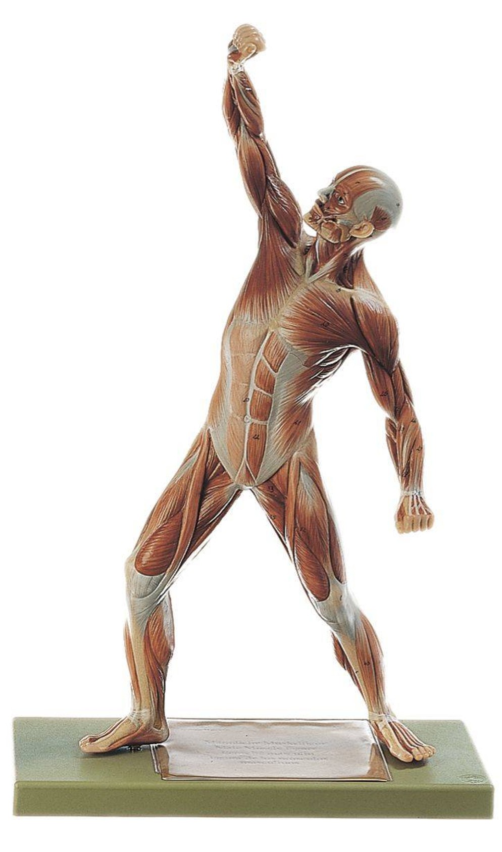 SOMSO Male Muscle Figure - 1/4 Life Size
