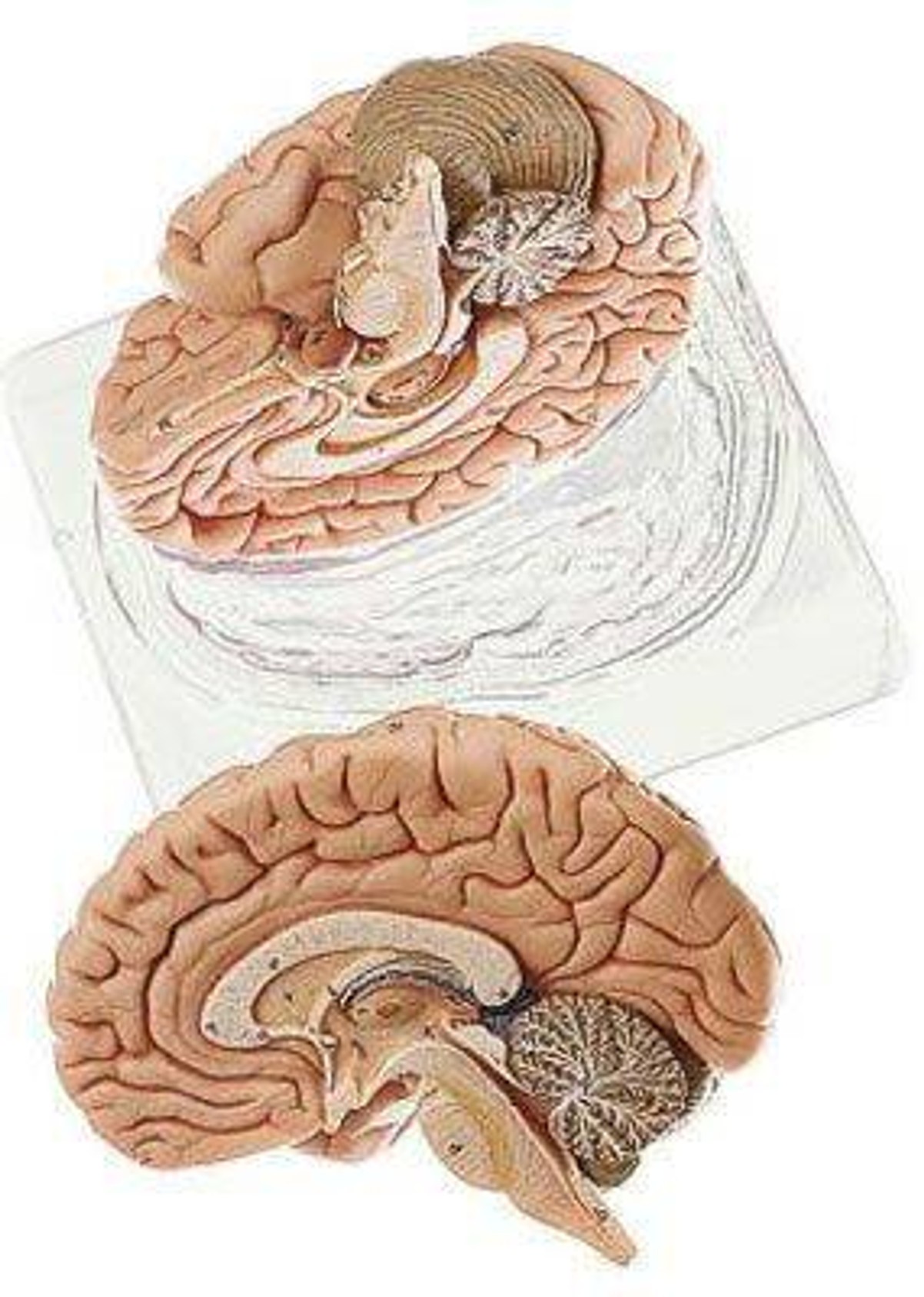 洋書 Duvernoy The Human Brain Second edition The Human Brain: Surface, Three-Dimensional 2nd Ed by Henri