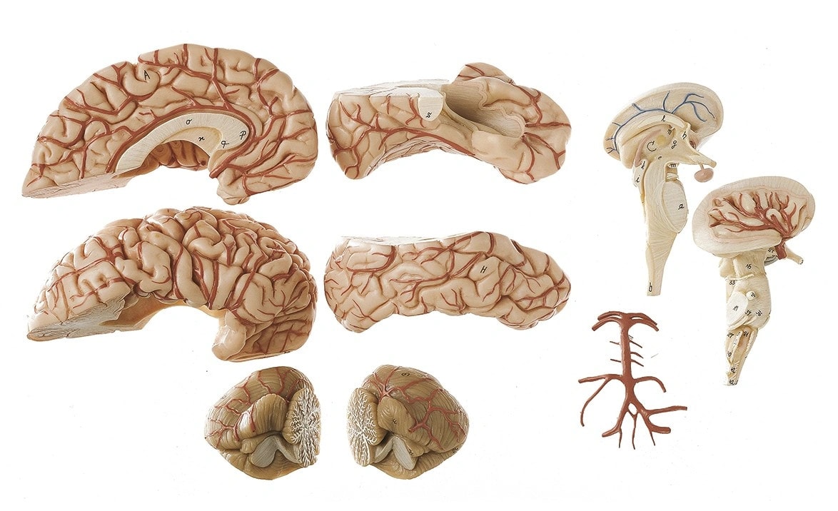 SOMSO Deluxe Brain with Arteries in 9 Parts