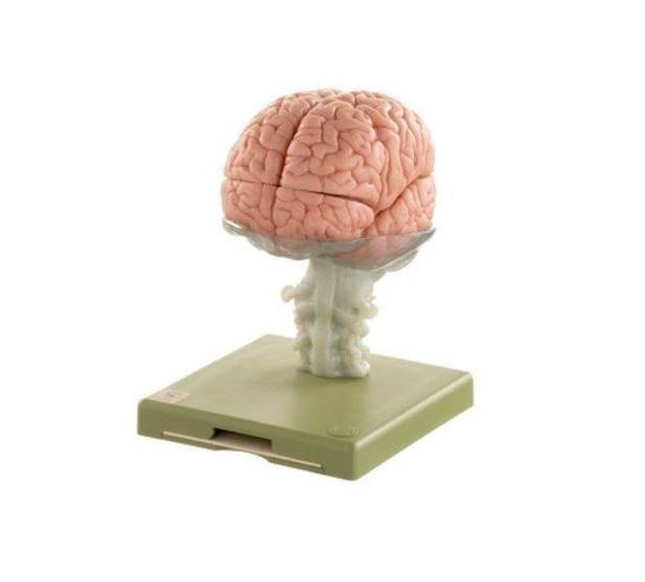 SOMSO Premium Brain in 15 Parts