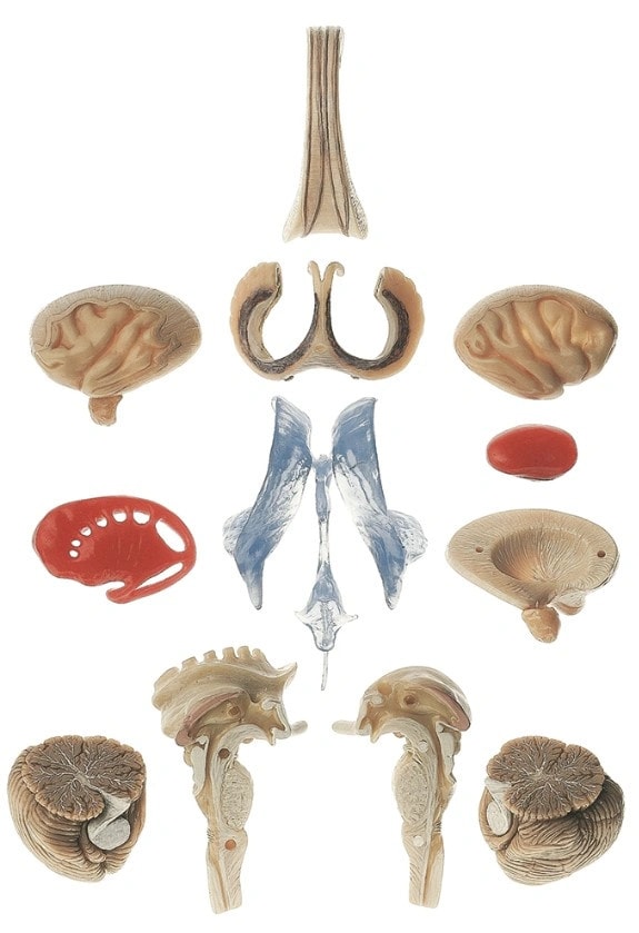 SOMSO Premium Brain in 15 Parts - Transparent Version