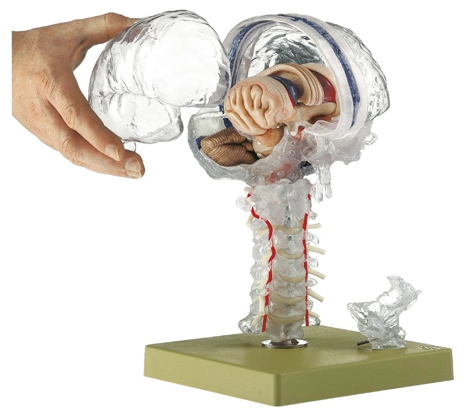 SOMSO Premium Brain in 15 Parts - Transparent Version