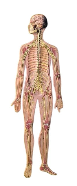 SOMSO Complete Nervous System - 2/3 Life Size