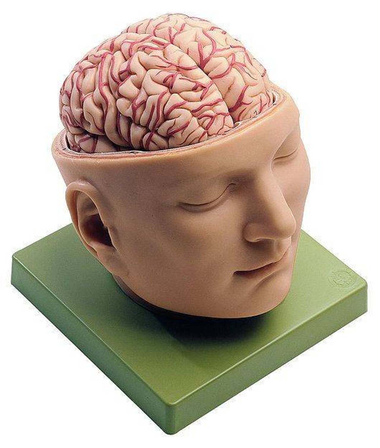 SOMSO Deluxe Brain in Half Head
