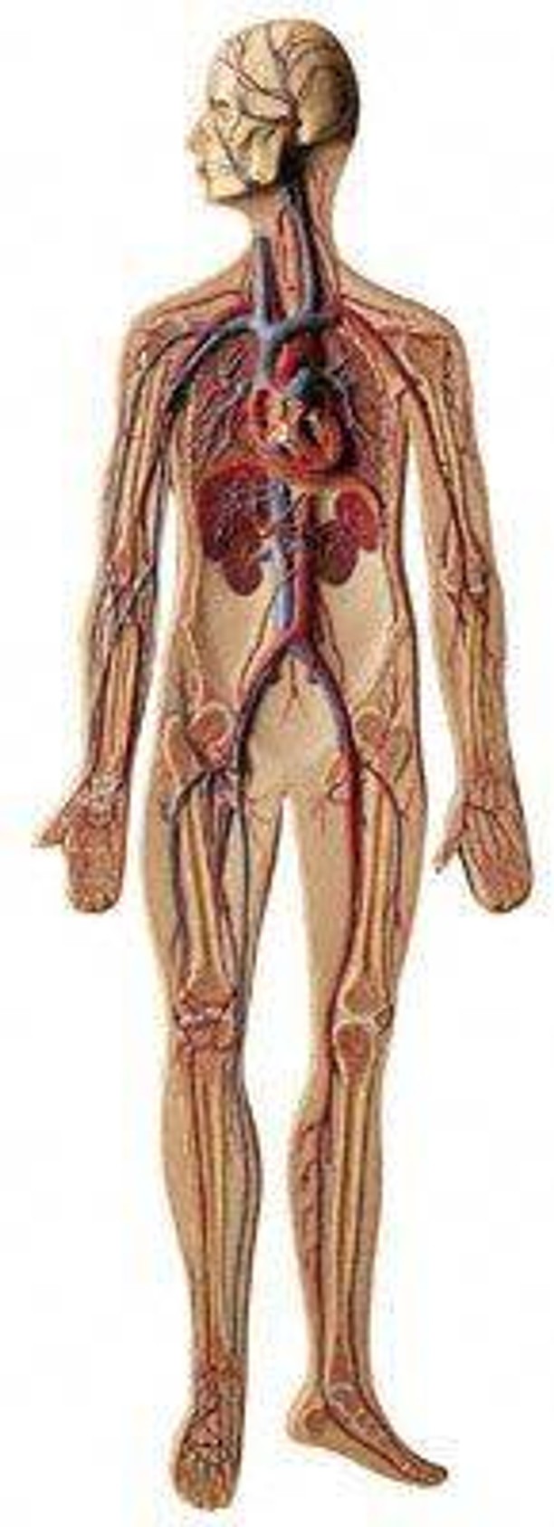 SOMSO Complete Circulatory System - 2/3 Life Size