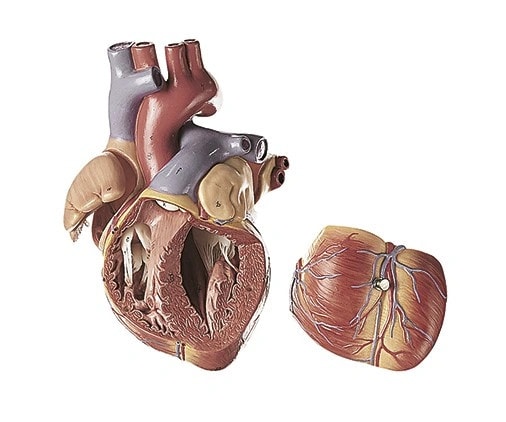 SOMSO Premium Heart in 4 Parts - 2x Life Size